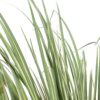 Acorus gramineus 'Argenteostriatus'