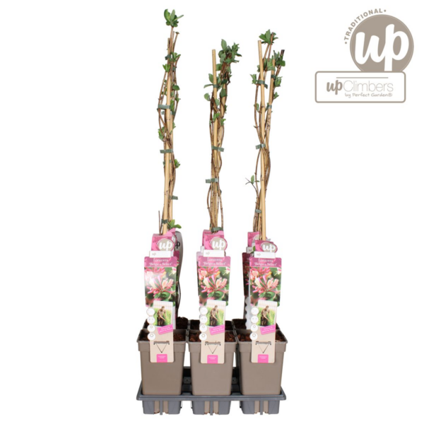 thumbnail_6000-348.png Lonicera periclymenum 'Belgica'