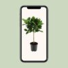 Ficus benghalensis Petite Audrey