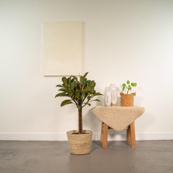 thumbnail_6000-3528.jpg Ficus elastica Melany stam