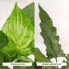 Alocasia Cucullata & Alocasia Lauterbachiana
