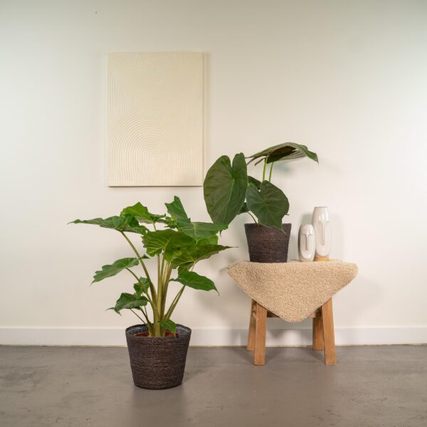 thumbnail_6000-3562.jpg Alocasia Wentii & Alocasia Portodora