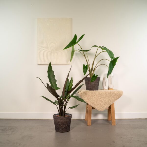 thumbnail_6000-3564.jpg Alocasia Zebrina & Alocasia Lauterbachiana