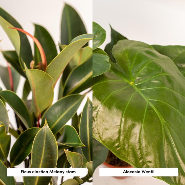 thumbnail_6000-3571.jpg Ficus Elastica Melany