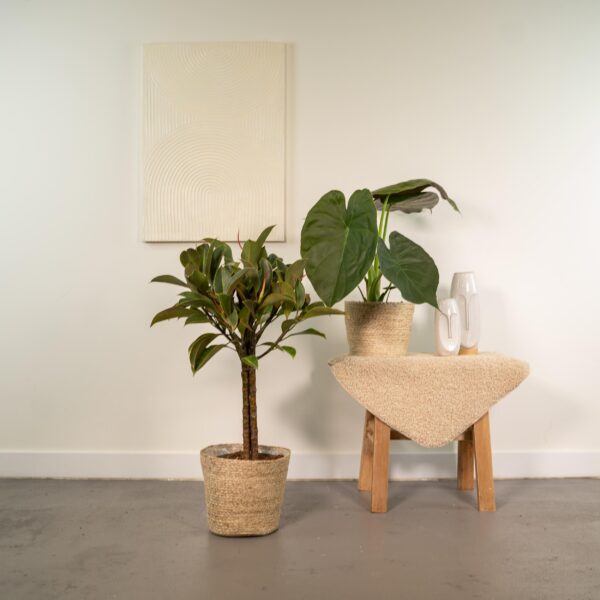 thumbnail_6000-3594.jpg Ficus Elastica Melany