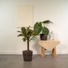 Ficus Elastica Melany