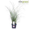 Miscanthus sinensis 'Ferner Osten'