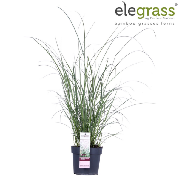 thumbnail_6000-363.png Miscanthus sinensis 'Ferner Osten'