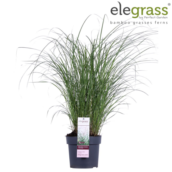 thumbnail_6000-364.png Miscanthus sinensis 'Ferner Osten'