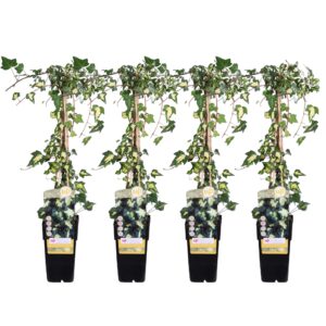 thumbnail_6000-3645.jpg Hedera helix 'Goldheart' | 4 stuks