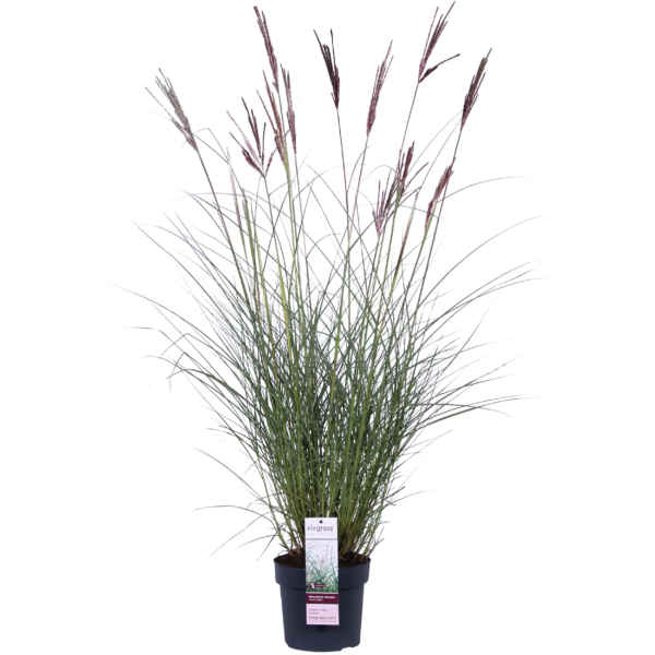 thumbnail_6000-365.png Miscanthus sinensis 'Ferner Osten'