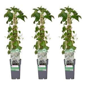 thumbnail_6000-3658.jpg Hydrangea petiolaris - Hortensia | 3 stuks
