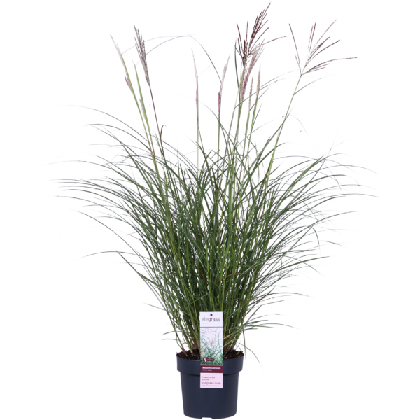 thumbnail_6000-366.png Miscanthus sinensis 'Ferner Osten'