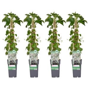 thumbnail_6000-3662.jpg Hydrangea petiolaris - Hortensia | 4 stuks