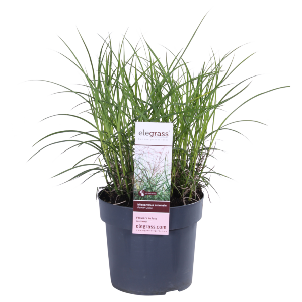 thumbnail_6000-367.png Miscanthus sinensis 'Ferner Osten'