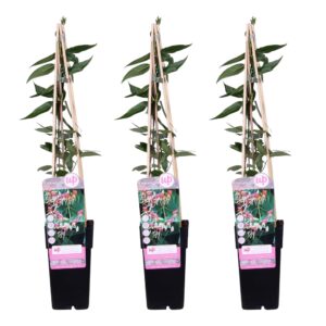 thumbnail_6000-3674.jpg Lonicera henryi | 3 stuks