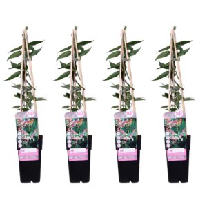 thumbnail_6000-3677.jpg Lonicera henryi | 4 stuks