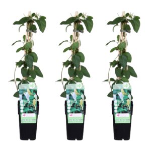 thumbnail_6000-3680.jpg Lonicera japonica 'Halliana' | 3 stuks