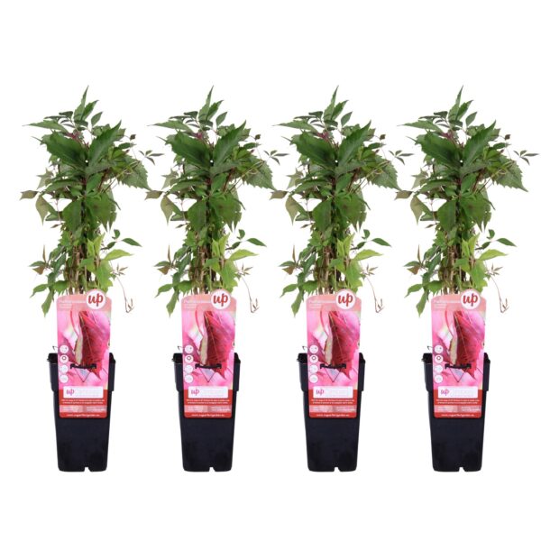 thumbnail_6000-3698.jpg Parthenocissus q var 'Engelmannii'