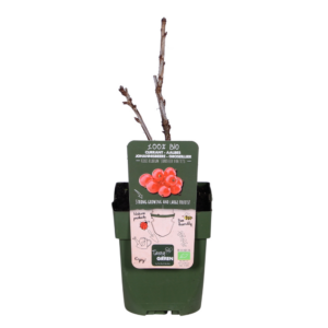 thumbnail_6000-37.png Ribes rubrum 'Jonkheer van Tets'