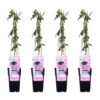 Passiflora 'Purple Haze' | 4 stuks - passiebloem