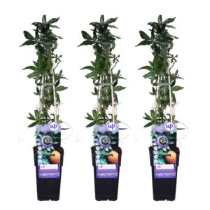 thumbnail_6000-3710.jpg Passiflora caerulea | 3 stuks - passiebloem