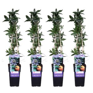 thumbnail_6000-3712.jpg Passiflora caerulea | 4 stuks - passiebloem