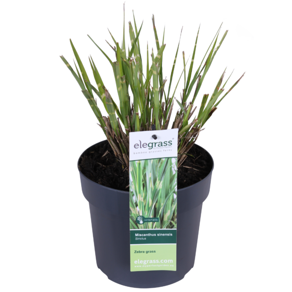 thumbnail_6000-372.png Miscanthus sinensis 'Strictus'