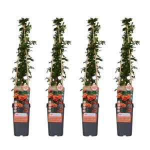 thumbnail_6000-3726.jpg Pyracantha 'Orange Glow' | 4 stuks