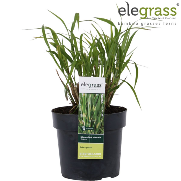 thumbnail_6000-373.png Miscanthus sinensis 'Strictus'