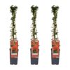 Pyracantha coccinea 'Red Column' | 3 stuks