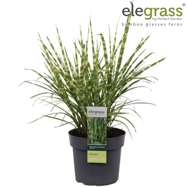 thumbnail_6000-375.png Miscanthus sinensis 'Strictus'