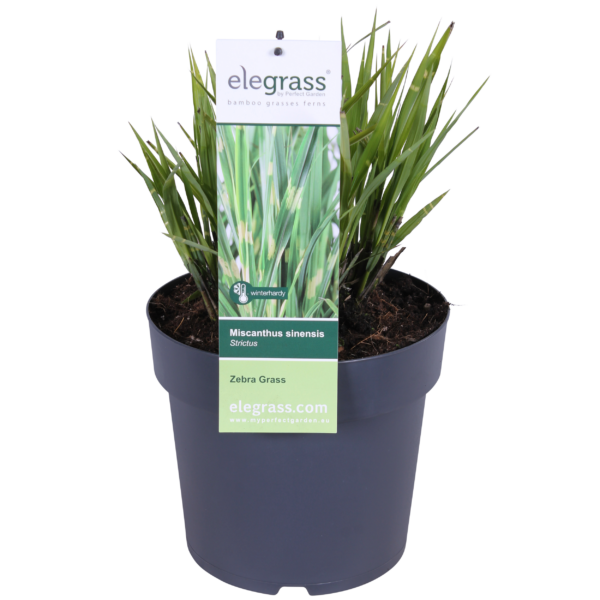 thumbnail_6000-376.png Miscanthus sinensis 'Strictus'