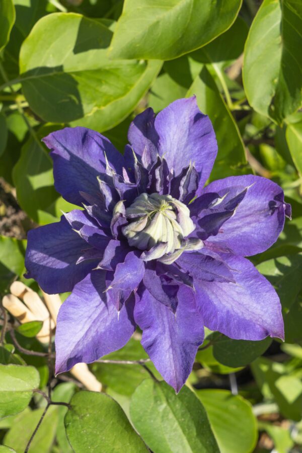 thumbnail_6000-3765.jpg Clematis Multi Blue | 3 stuks