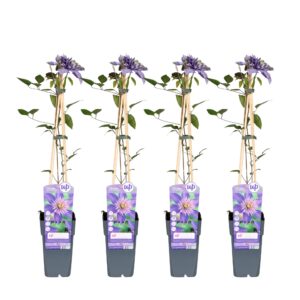 Clematis Multi Blue | 4 stuks