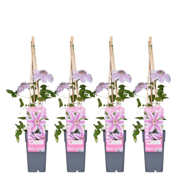 thumbnail_6000-3772.jpg Clematis Nelly Moser