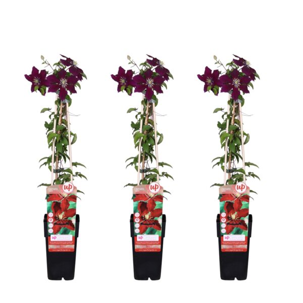 thumbnail_6000-3774.jpg Clematis Niobe
