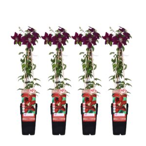 Clematis Niobe | 4 stuks