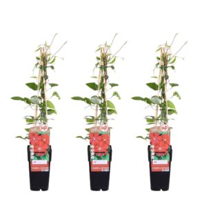 Clematis Rouge Cardinal | 3 stuks