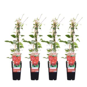 Clematis Rouge Cardinal | 4 stuks