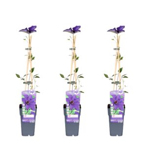 Clematis 'The President' Paars - Bosrank | 3 stuks
