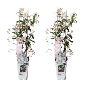 Trachelospermum 'Star of Ibiza' | 2 stuks