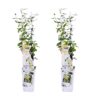 Trachelospermum 'Star of Toscana' | 2 stuks