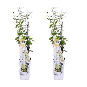 thumbnail_6000-3850.jpg Trachelospermum 'Star of Toscana' | 2 stuks