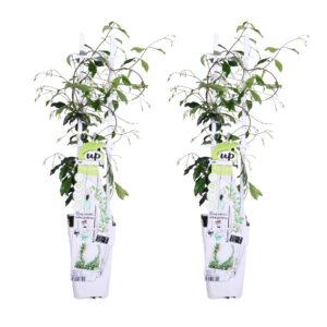 thumbnail_6000-3852.jpg Trachelospermum 'Star of Venice' | 2 stuks