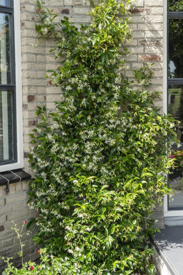 thumbnail_6000-3853.jpg Trachelospermum 'Star of Venice' | 2 stuks