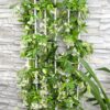Trachelospermum 'Star of Venice' | 2 stuks