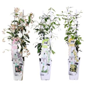thumbnail_6000-3857.jpg Trachelospermum mix | 3 stuks