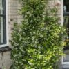 Trachelospermum mix | 3 stuks