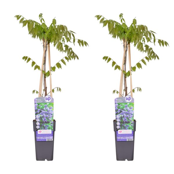 thumbnail_6000-3863.jpg Wisteria floribunda 'Black Dragon' | 2 stuks